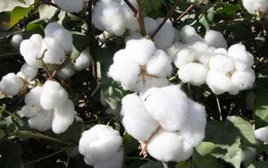 棉花产业现代化进程急需加快